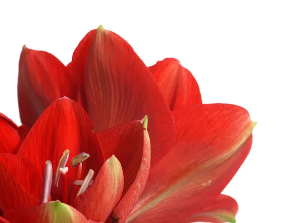 Rote Amaryllis-Blüte — Stockfoto