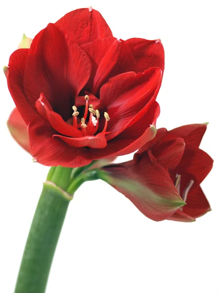 Amaryllis roșu — Fotografie, imagine de stoc