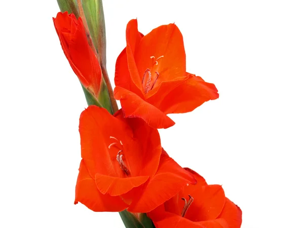 Rode gladiolen bloem — Stockfoto