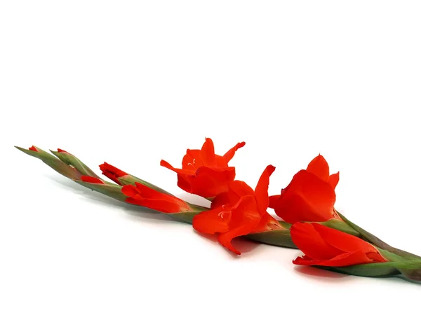 Fleur de gladiole rouge — Photo