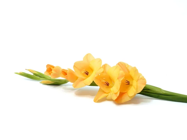 Gladiolus galben flori — Fotografie, imagine de stoc