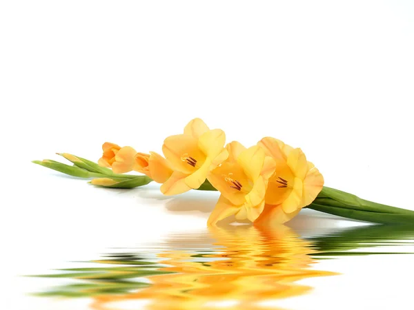 Yellow gladiolus flowers — Stock Photo, Image