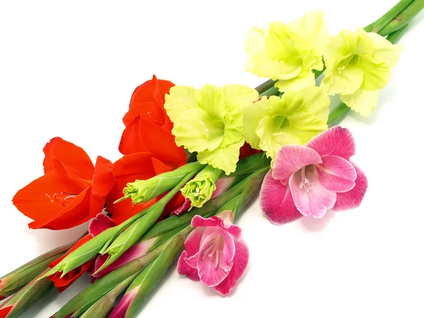 Gladiolen bloemen — Stockfoto