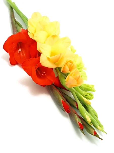 Flori gladiolus — Fotografie, imagine de stoc
