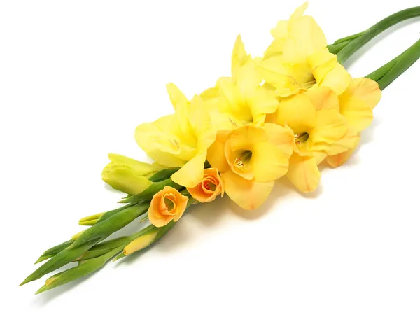 Gladiolus galben flori — Fotografie, imagine de stoc
