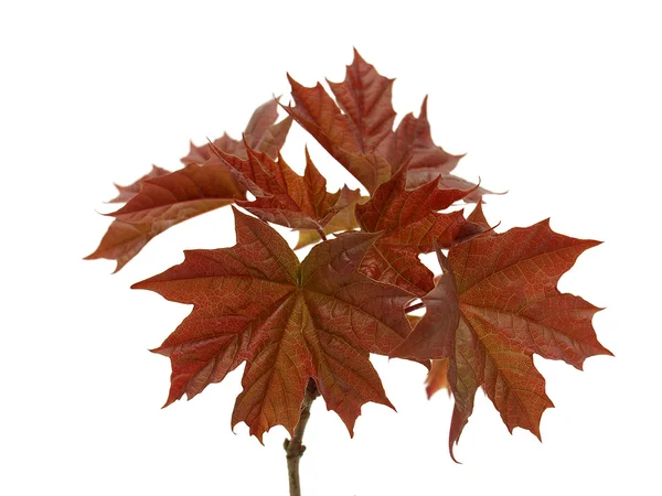 stock image Maple Leaves