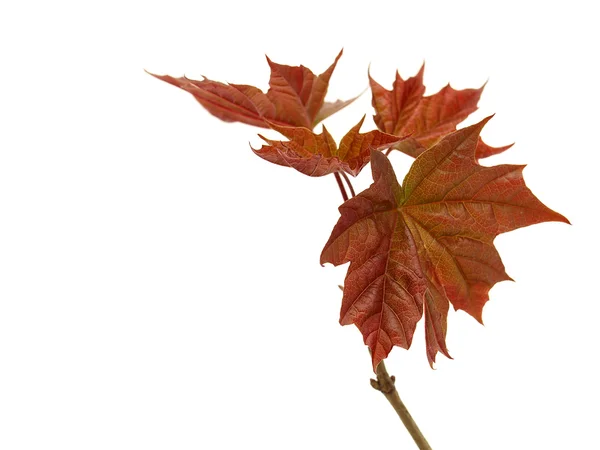 stock image Maple Leaves