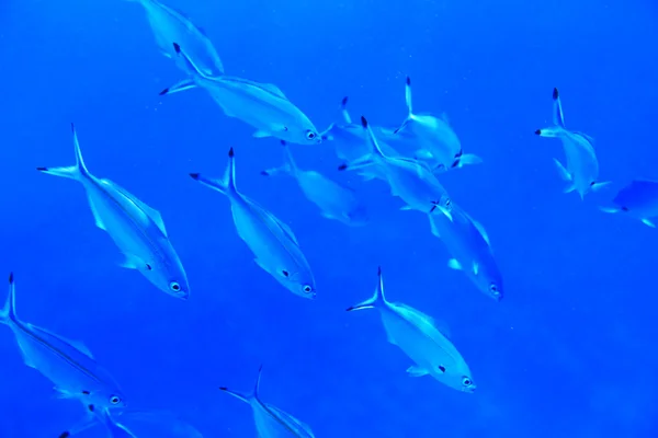 农历富西利尔鱼类的红海 — 图库照片