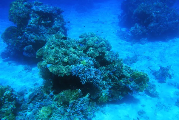 Rode Zee onderwater — Stockfoto