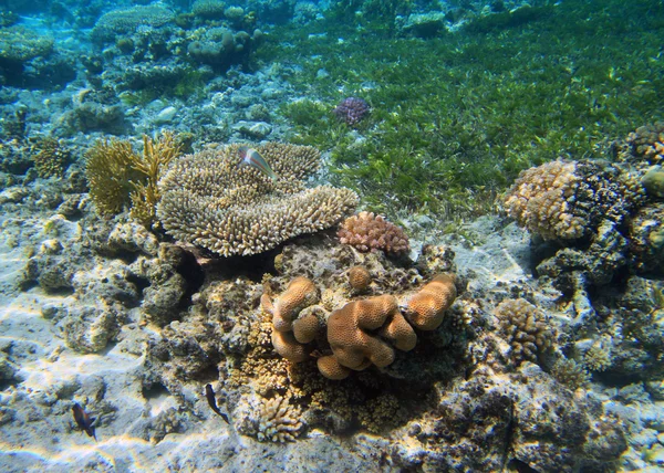 Barriera corallina e pesci nel Mar Rosso — Foto Stock