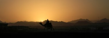 Camel at sunset in Sinai mountains clipart