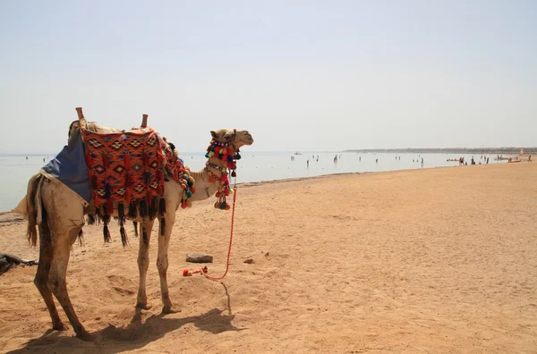 Cammello in egiziano — Foto Stock