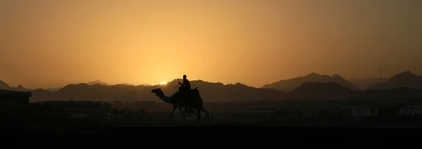 Верблюд на закате в горах Синая — стоковое фото