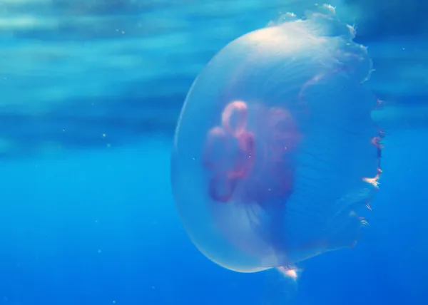 Медузы в Красном море — стоковое фото