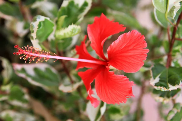 Red hibiskus — Stock Photo, Image