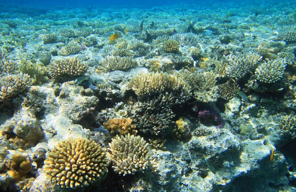 Arrecife de coral de mar rojo — Foto de Stock