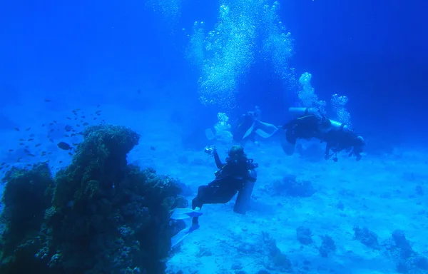 在红海潜水 — 图库照片