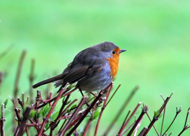 European robin bird clipart