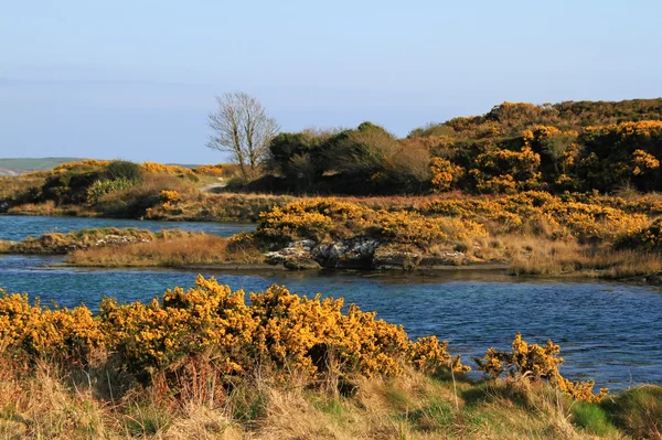 Giallo paesaggio fluviale irlandese — Foto Stock