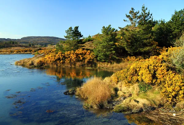 Yellow irish scenery — Stock Photo, Image
