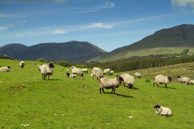 Sheep of Connemara mountains clipart