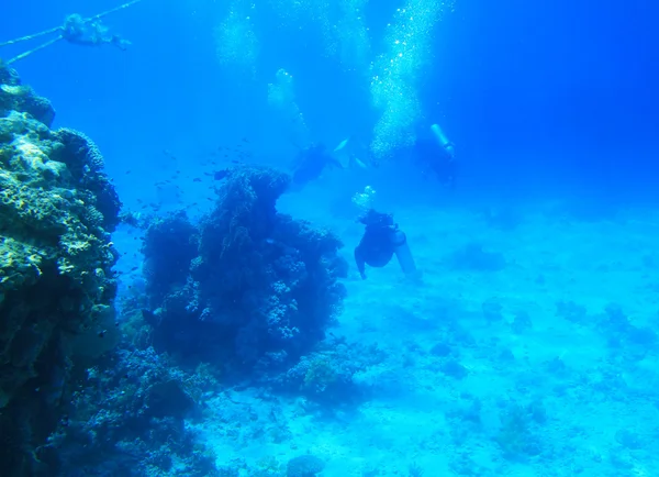 Buceo en el Mar Rojo — Foto de Stock