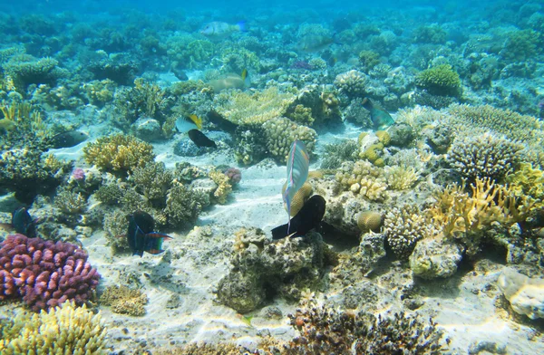Red sea underwater — Stock Photo, Image