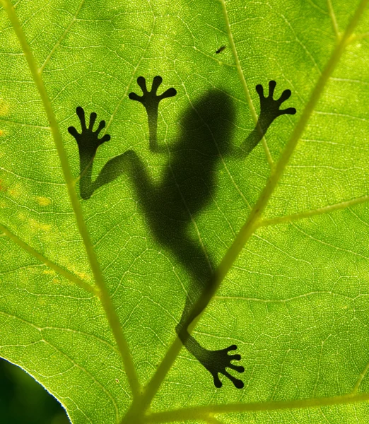 stock image Frog shadow