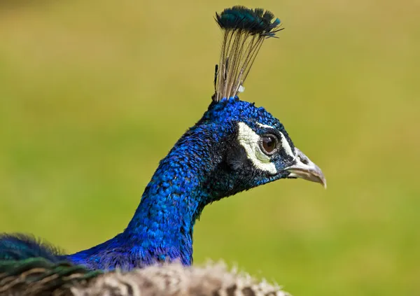 Retrato de pavo real azul — Foto de Stock
