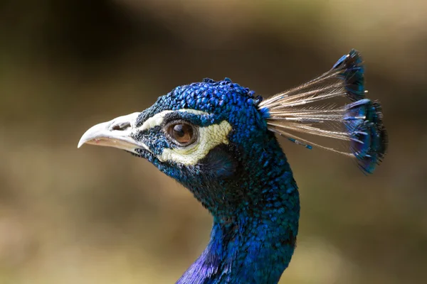 Retrato de pavo real azul — Foto de Stock