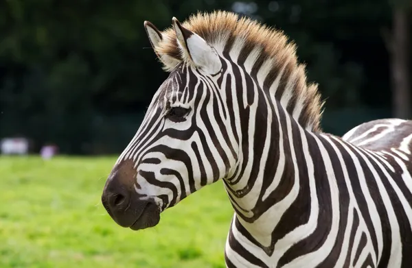 Zebra-Porträt — Stockfoto