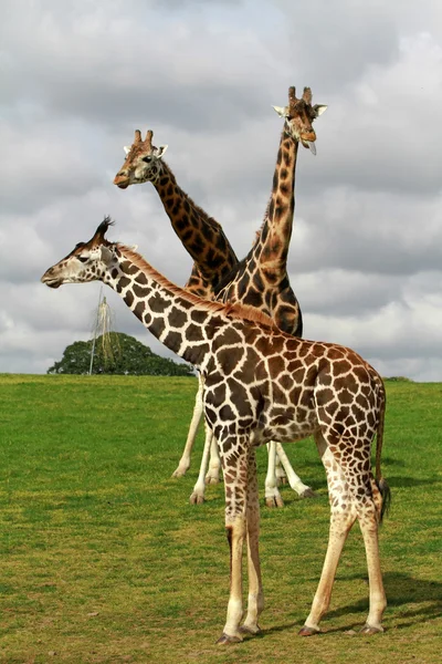 Giraffen familie — Stockfoto