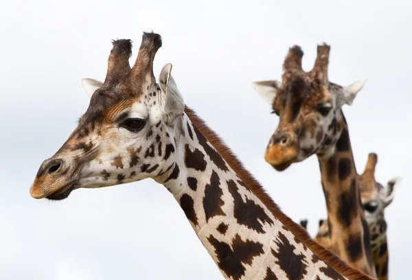 Giraffer porträtt — Stockfoto