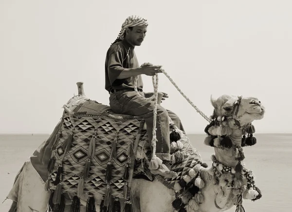 Na jego wielbłąda — Zdjęcie stockowe