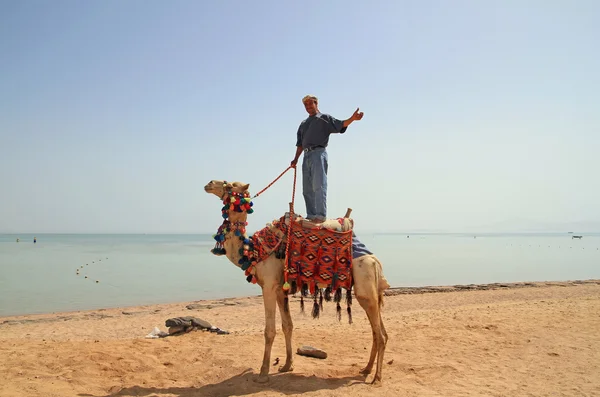 Em seu camelo — Fotografia de Stock
