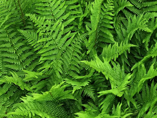 Fern Royalty Free Stock Images