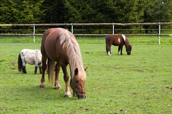 Cavalo e Pônei — Fotografia de Stock