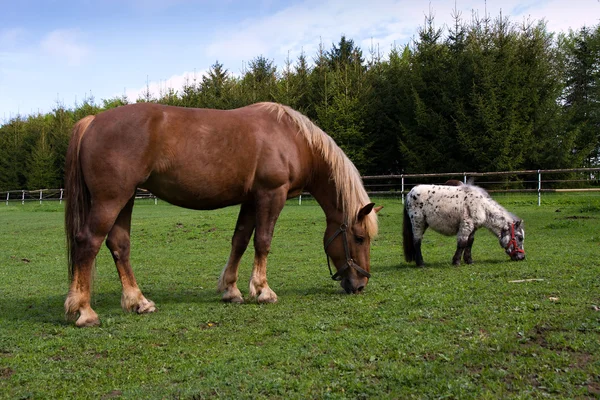 Horse and pony — Stock Photo, Image