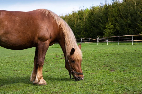 Лошадь на лугу в загоне — стоковое фото