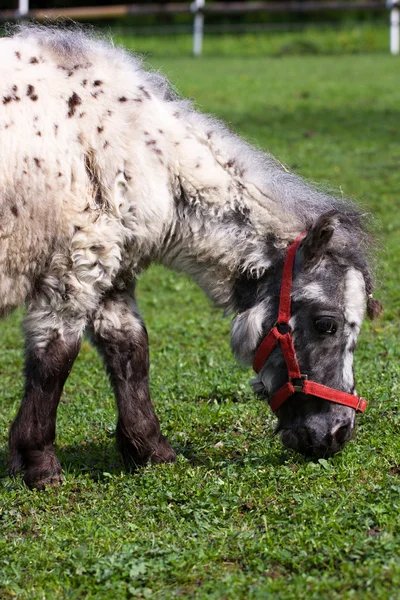 Pony in de weide in de paddock — Stockfoto