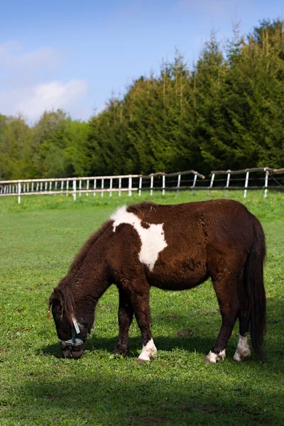 ม้าในทุ่งหญ้าในแพด๊อก — ภาพถ่ายสต็อก