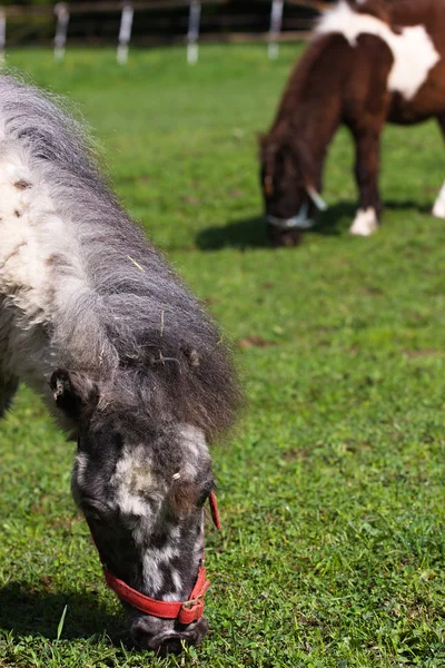 Pony auf der Weide in der Koppel — Stockfoto