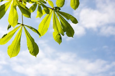 hoja de castaño en el cielo