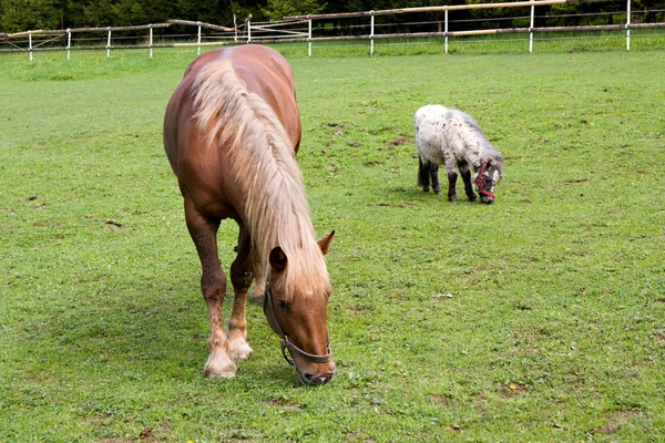 Άλογο και πόνυ — Φωτογραφία Αρχείου