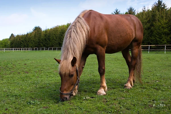 Horse in the meadow in the paddock — Stock Photo, Image