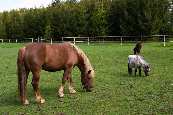 Koń i Kucyk — Zdjęcie stockowe