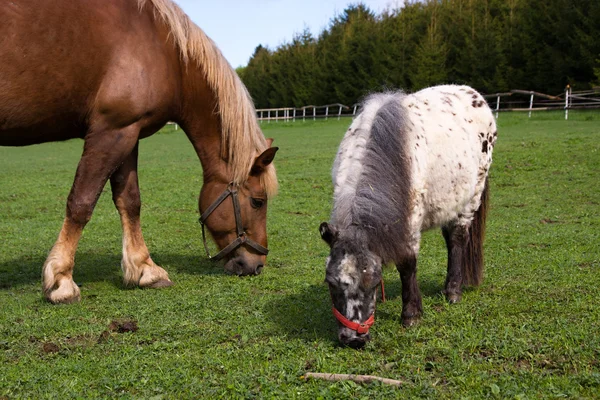 Kůň a poník — Stock fotografie