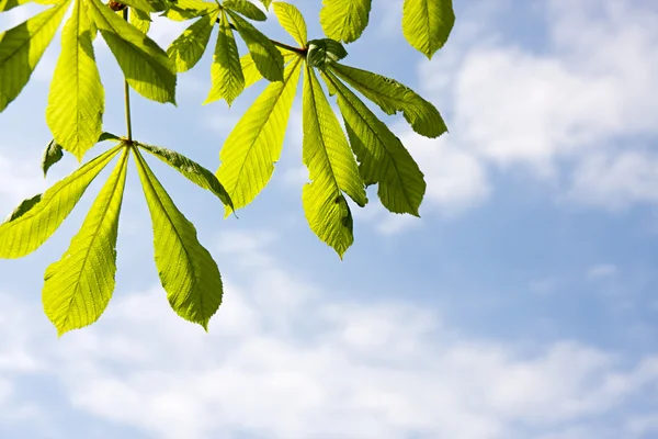 hoja de castaño en el cielo