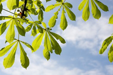 hoja de castaño en el cielo