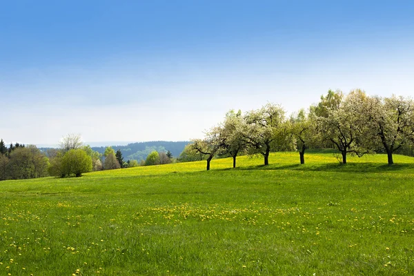 Green grass field landscape — Stock Photo, Image